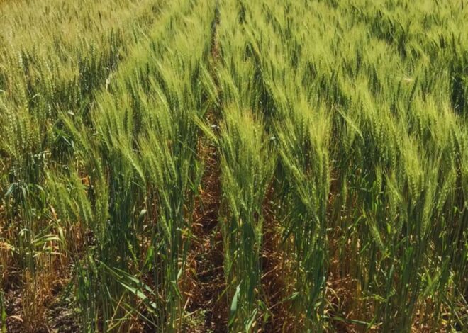 En una campaña con costos en alza, la precisión en las decisiones agronómicas será clave En una campaña con costos en alza, la precisión en las decisiones agronómicas será clave