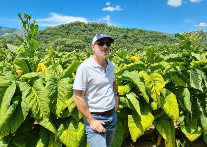 Denuncian que el contrabando de cigarrillos puso en vilo el negocio de producir tabaco