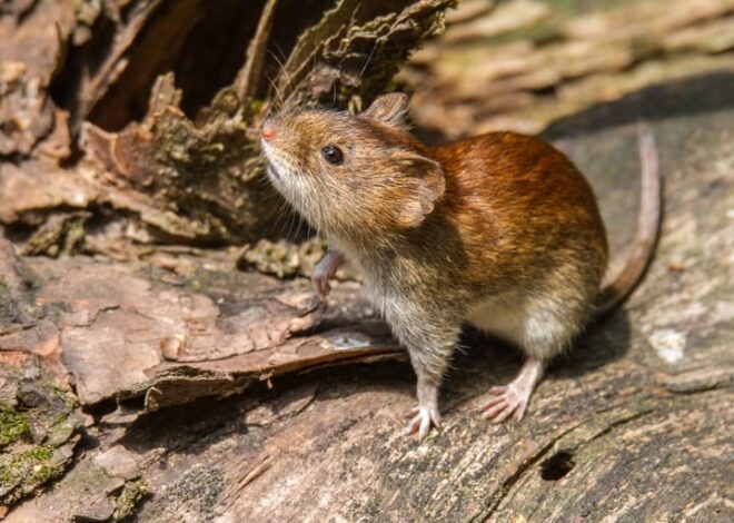 Tres pasajeros murieron por hantavirus tras viajar en un crucero que salió desde la Argentina Tres pasajeros murieron por hantavirus tras viajar en un crucero que salió desde la Argentina