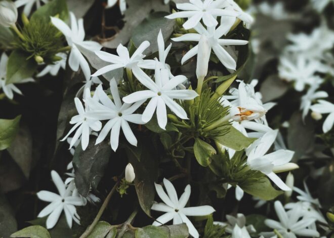 Magia nocturna: cuáles son las flores que se abren de noche y cómo cuidarlas Magia nocturna: cuáles son las flores que se abren de noche y cómo cuidarlas