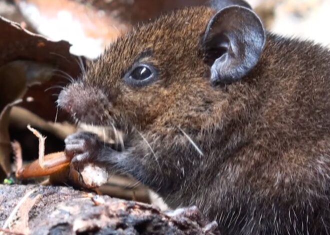 El ratón que nunca interrumpe: una mutación en su cerebro abre preguntas sobre el origen del lenguaje humano El ratón que nunca interrumpe: una mutación en su cerebro abre preguntas sobre el origen del lenguaje humano