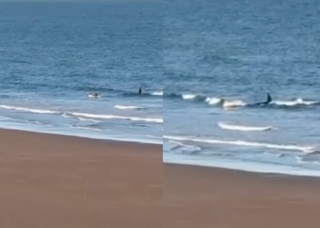 Una orca persiguió a un hombre que andaba en kayak en la costa de Río Negro