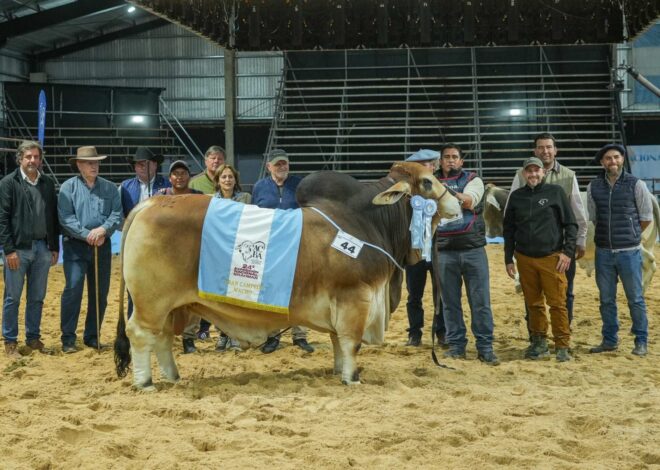 Los Brahman picaron en punta y consagraron a los primeros Grandes Campeones de las Nacionales 2026 Los Brahman picaron en punta y consagraron a los primeros Grandes Campeones de las Nacionales 2026