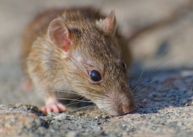 Una infectóloga explicó por qué aumentaron los casos de Hantavirus en la Argentina y advirtió qué hay que hacer ante un contagio Una infectóloga explicó por qué aumentaron los casos de Hantavirus en la Argentina y advirtió qué hay que hacer ante un contagio