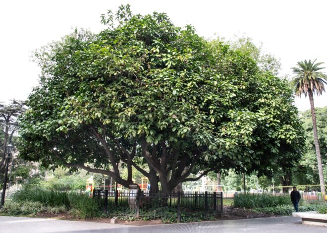 Del retoño del árbol de San Lorenzo al gomero de la Recoleta: diez árboles históricos de la Argentina