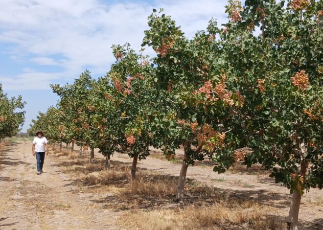 “Métanse en la cereza, el pistacho, tengan vacas”: en una provincia los productores dejan el vino y cambian de rubro “Métanse en la cereza, el pistacho, tengan vacas”: en una provincia los productores dejan el vino y cambian de rubro