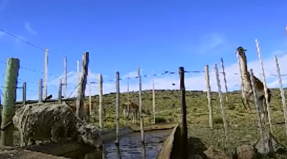 Expertos del INTA estudiaron barreras para que los guanacos no tomen el agua de las ovejas Expertos del INTA estudiaron barreras para que los guanacos no tomen el agua de las ovejas
