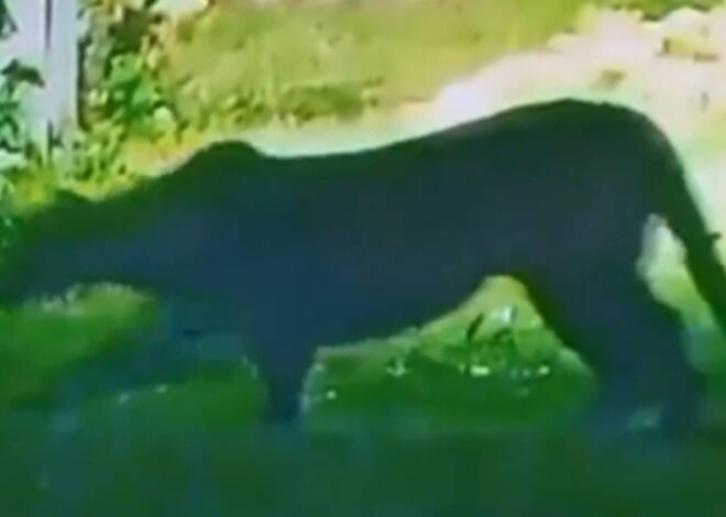 Buscan a un puma suelto en Escobar: lo vieron merodeando en las afueras de un country