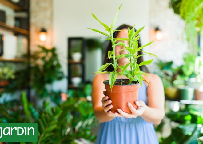 La planta equivocada: Por qué a veces fallamos al elegir y cómo lograr el match perfecto La planta equivocada: Por qué a veces fallamos al elegir y cómo lograr el match perfecto
