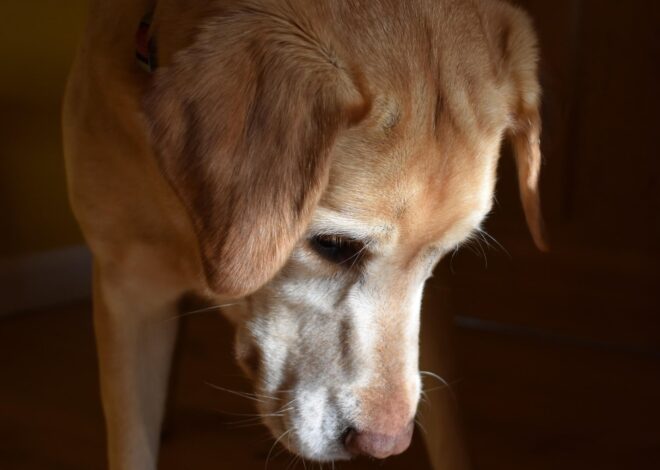 Cómo saber si tu perro entró en la “tercera edad” y los cambios urgentes que debés hacer en casa Cómo saber si tu perro entró en la “tercera edad” y los cambios urgentes que debés hacer en casa