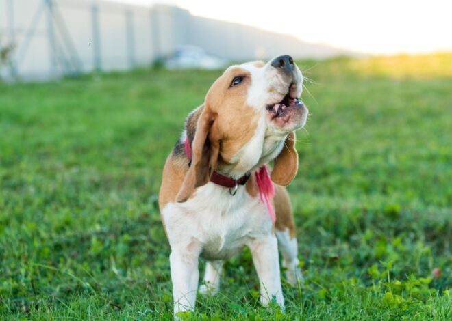 Por qué los perros ladran a algunas personas y a otras no: qué dicen los expertos Por qué los perros ladran a algunas personas y a otras no: qué dicen los expertos