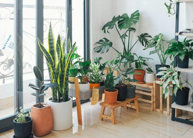 Ni lengua de suegra ni helechos: estas son las 5 mejores plantas para interiores