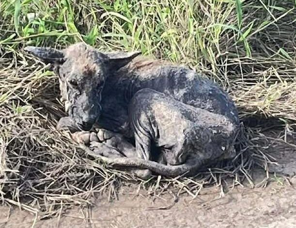 Desnutrido, con la piel como “cartón” y entregado a su cruel destino vagaba en busca de comida cuando alguien lo vio: “Necesitaba una oportunidad” Desnutrido, con la piel como “cartón” y entregado a su cruel destino vagaba en busca de comida cuando alguien lo vio: “Necesitaba una oportunidad”