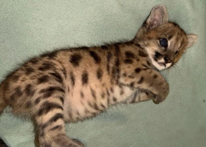 Malvina: la cachorra de puma sobrevivió a un brutal atropello en la Ruta 40 y ahora se recupera en un santuario Malvina: la cachorra de puma sobrevivió a un brutal atropello en la Ruta 40 y ahora se recupera en un santuario