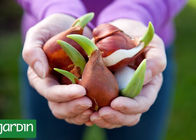 Qué son las bulbosas y cómo cultivarlas con éxito Qué son las bulbosas y cómo cultivarlas con éxito