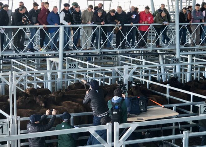 Vacunos: valores con altibajos en el comienzo la semana en el Mercado Agroganadero de Cañuelas