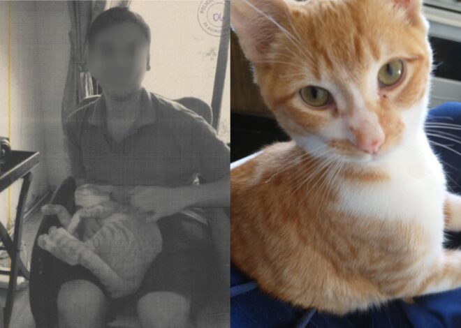 Denuncian a un vecino de Retiro por maltratar y matar a al menos 16 gatos Denuncian a un vecino de Retiro por maltratar y matar a al menos 16 gatos