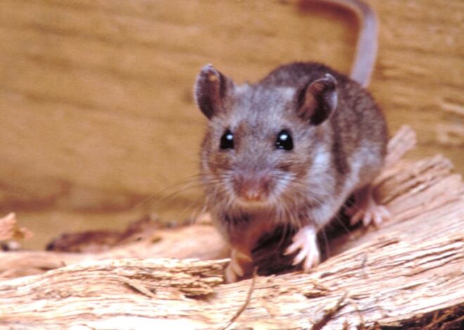 Qué es el hantavirus, la infección que causó la muerte de tres pasajeros de un crucero que salió de la Argentina Qué es el hantavirus, la infección que causó la muerte de tres pasajeros de un crucero que salió de la Argentina