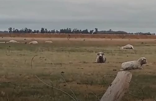 “Fue impresionante”: un violento tornado hizo volar ovejas y en un campo mató 20