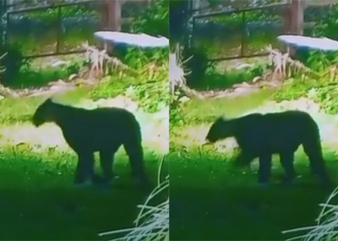 Crece el pánico de los vecinos de un country de Escobar por un puma suelto: “No hay que hacerse el Rambo, ni poner una trampa”