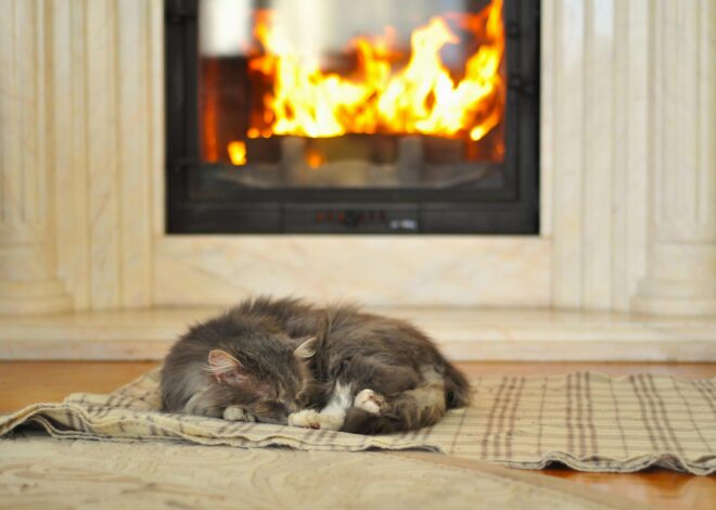 Dónde deben dormir los gatos cuando hace frío, según los veterinarios Dónde deben dormir los gatos cuando hace frío, según los veterinarios