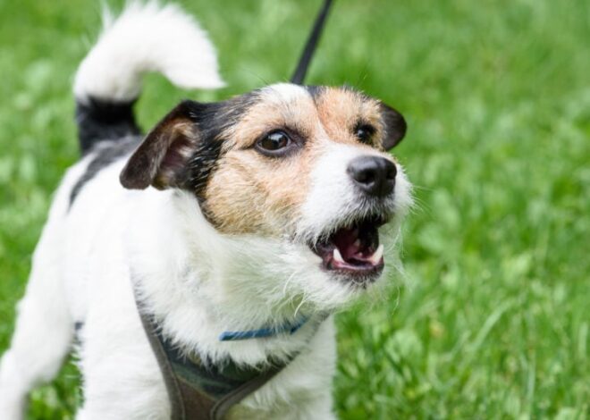 La etología explica que la aceptación o rechazo que un perro muestra hacia una persona se relaciona con percepciones