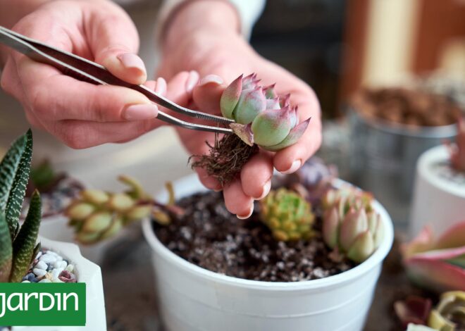 Rescatá tus suculentas: el plan de otoño para revivir cactus y plantas debilitadas Rescatá tus suculentas: el plan de otoño para revivir cactus y plantas debilitadas