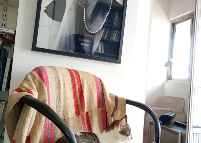 “Eutanasia compasiva”: murió la gata Niní, inesperada novedad que recoge el expediente de la sucesión de Beatriz Sarlo