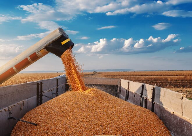 Decisión del Gobierno: extienden la baja gradual de las retenciones al maíz, el girasol y el sorgo Decisión del Gobierno: extienden la baja gradual de las retenciones al maíz, el girasol y el sorgo