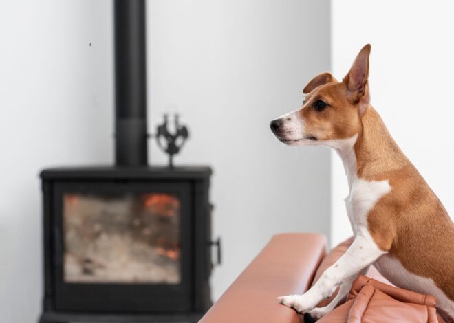 Qué significa que tu perro se quede mirando un punto fijo