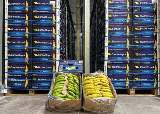 Inversión de US$2 millones: una histórica empresa de la Patagonia busca cambiar cómo llegan las frutas a las góndolas