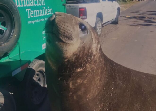 El elefante marino que apareció en Ensenada fue rescatado y liberado en el mar El elefante marino que apareció en Ensenada fue rescatado y liberado en el mar