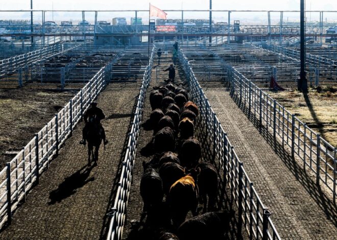 Vacunos: demanda tranquila y precios en baja en el Mercado Agroganadero de Cañuelas