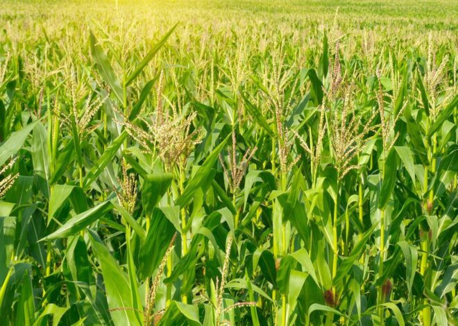 Debate central: ¿por qué se cosecha la mitad del maíz y de la soja que podría producirse? Debate central: ¿por qué se cosecha la mitad del maíz y de la soja que podría producirse?