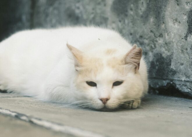 Cómo demuestran los gatos que ya están viejos