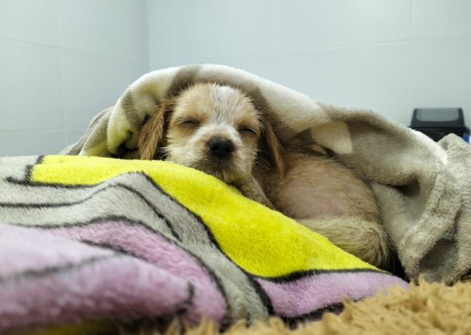 Desde el colectivo, vio cómo tres hombres revoleaban un cachorro y se bajó para ayudar: “Lo atajé en el aire y corrí” Desde el colectivo, vio cómo tres hombres revoleaban un cachorro y se bajó para ayudar: “Lo atajé en el aire y corrí”