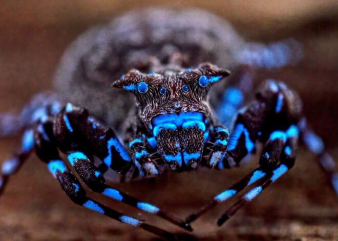 Sorprendente descubrimiento en África: una araña que brilla en la oscuridad y más de 70 especies inéditas Sorprendente descubrimiento en África: una araña que brilla en la oscuridad y más de 70 especies inéditas