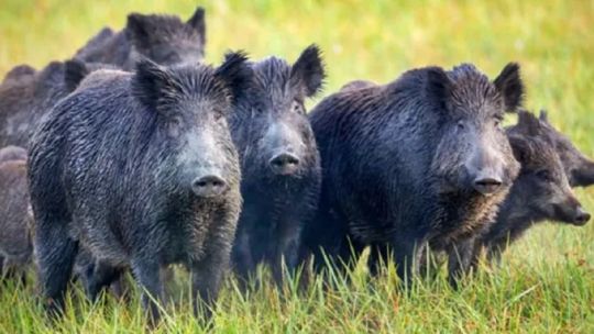 Carne de jabalí y de guanaco: Río Negro quiere habilitar la venta de "carnes salvajes" Carne de jabalí y de guanaco: Río Negro quiere habilitar la venta de "carnes salvajes"