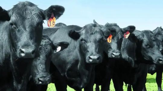 Expo Rural 2026: qué se espera de los anuncios del Gobierno para el campo Expo Rural 2026: qué se espera de los anuncios del Gobierno para el campo